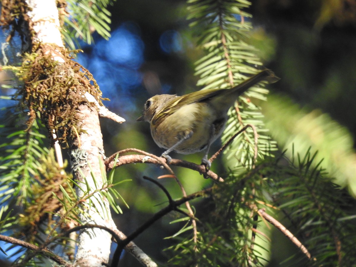 Vireo de Hutton - ML609252029