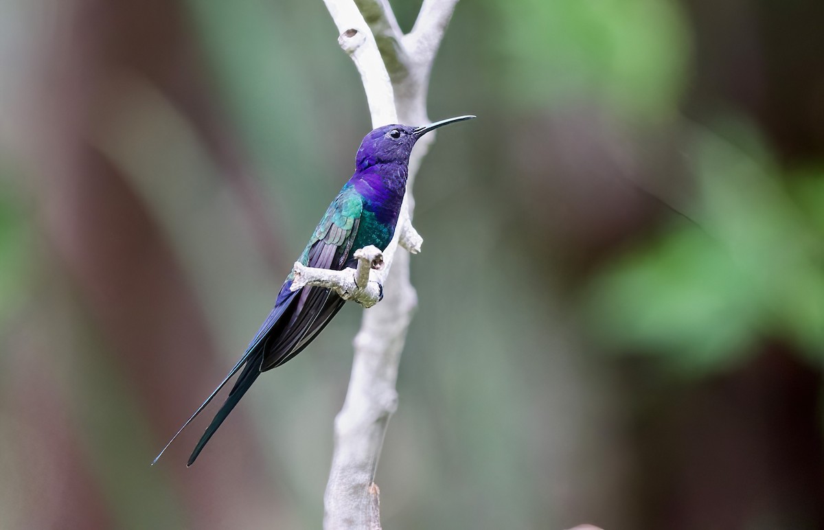 Swallow-tailed Hummingbird - ML609252056