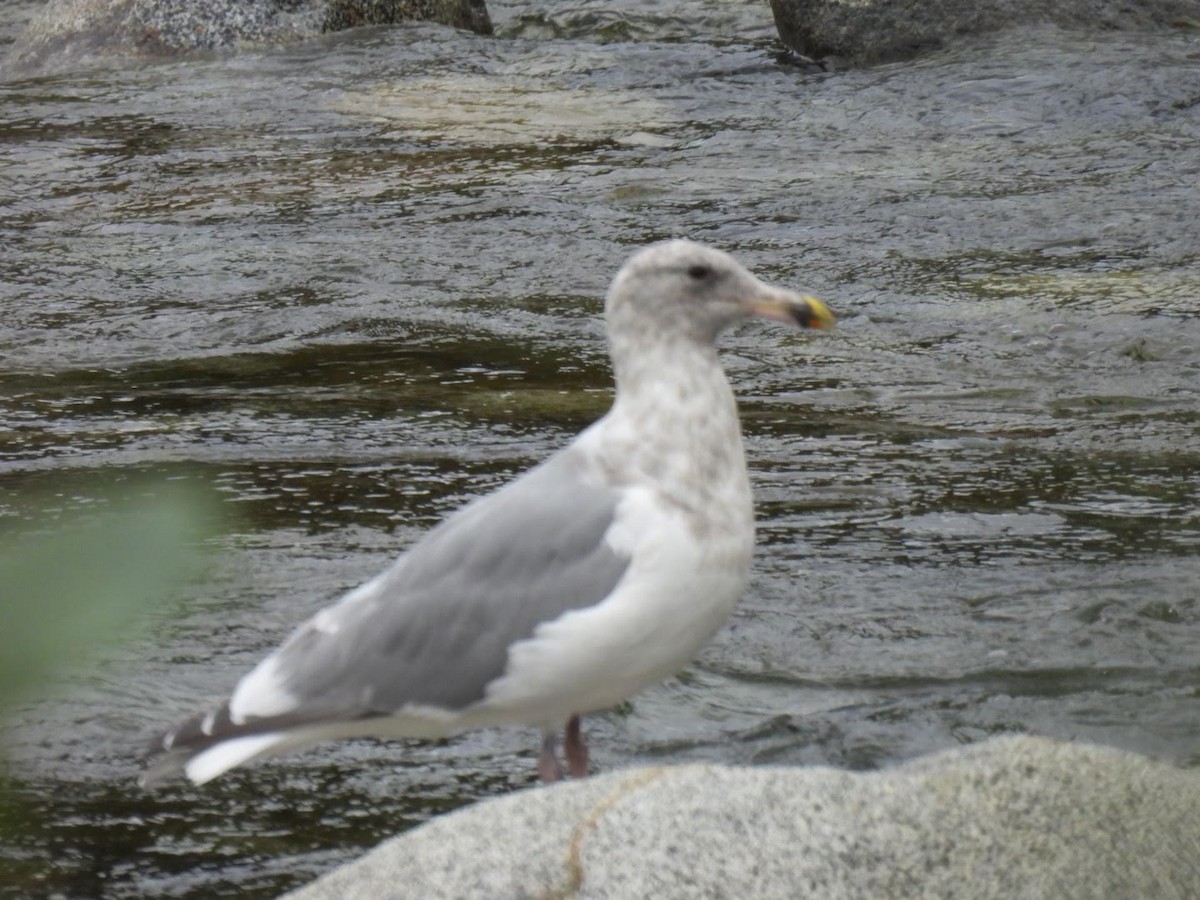 Western x Glaucous-winged Gull (hybrid) - ML609252058