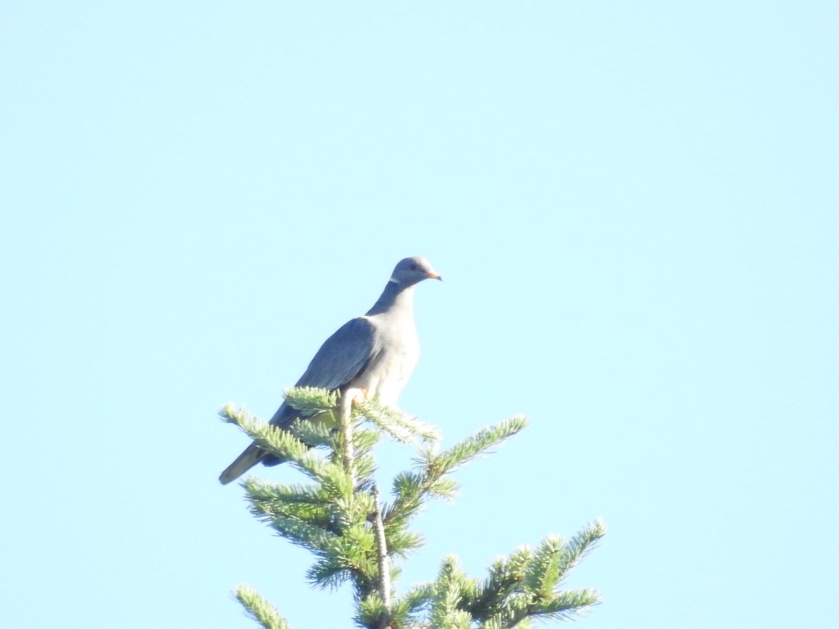 Band-tailed Pigeon - ML609252108