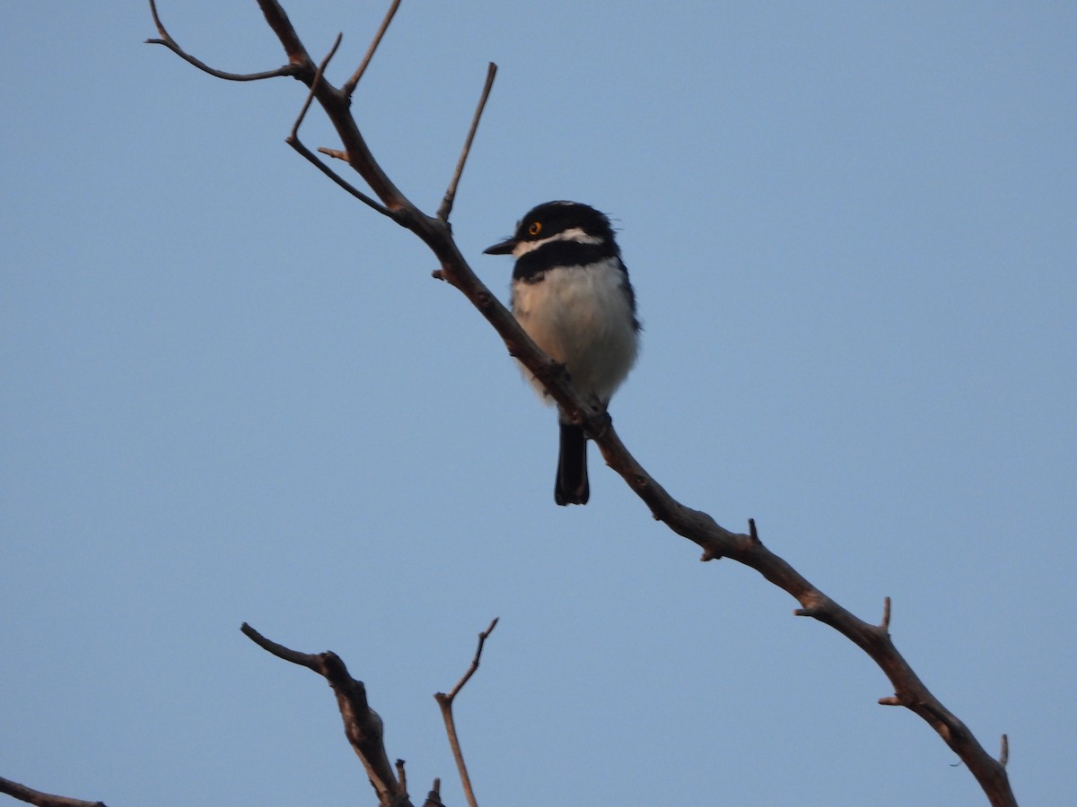 Western Black-headed Batis - ML609252151