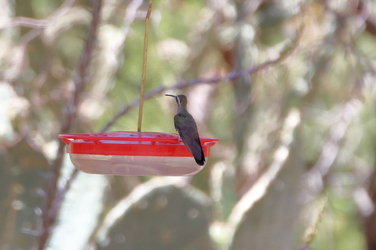 kolibřík blankytohrdlý - ML609252182