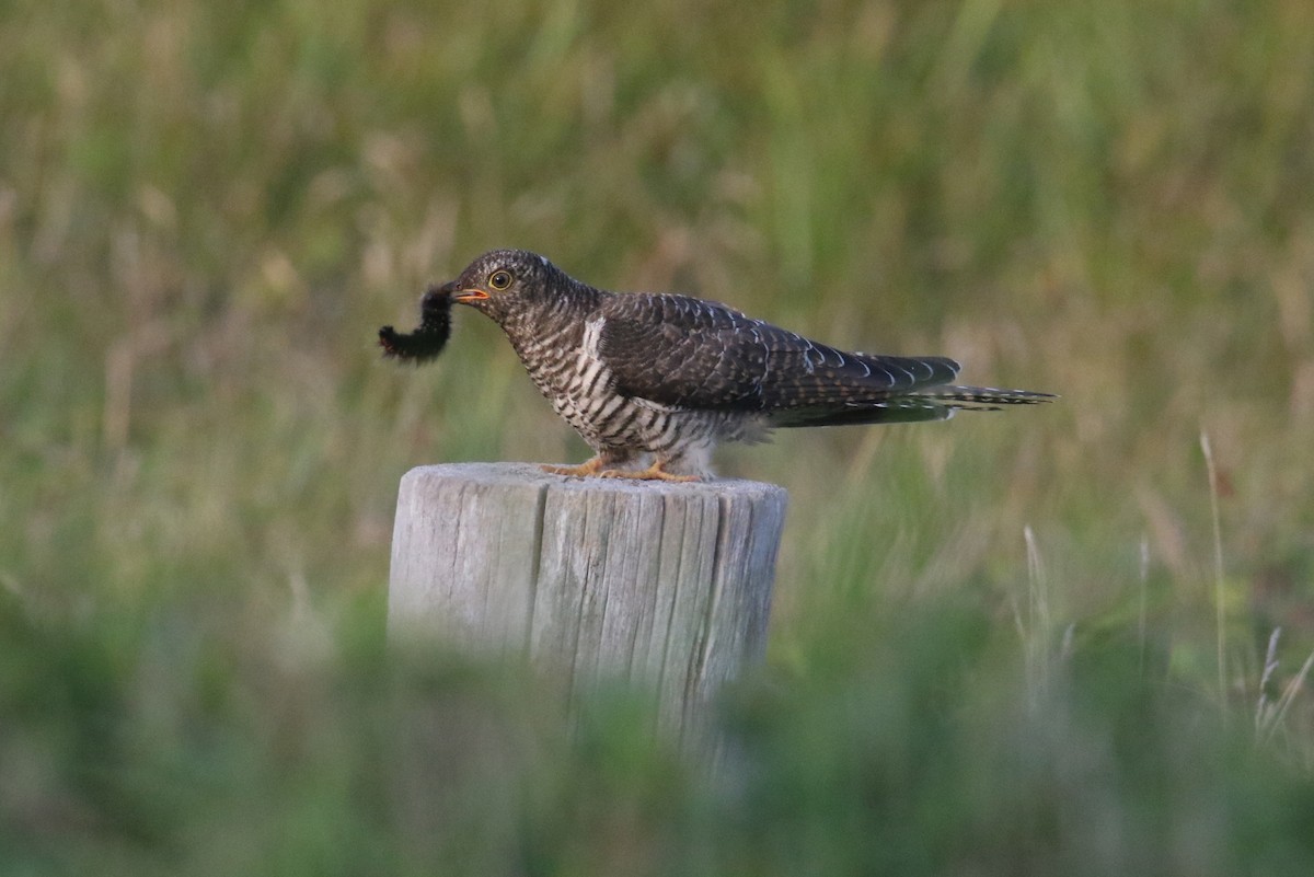 Common Cuckoo - ML609252198