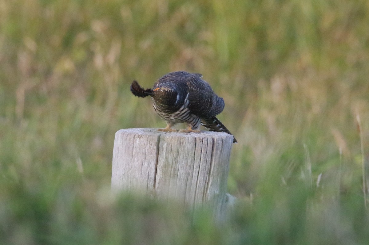 Common Cuckoo - Ingo Rösler