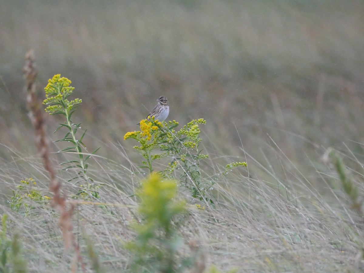 Savannah Sparrow - ML609252213