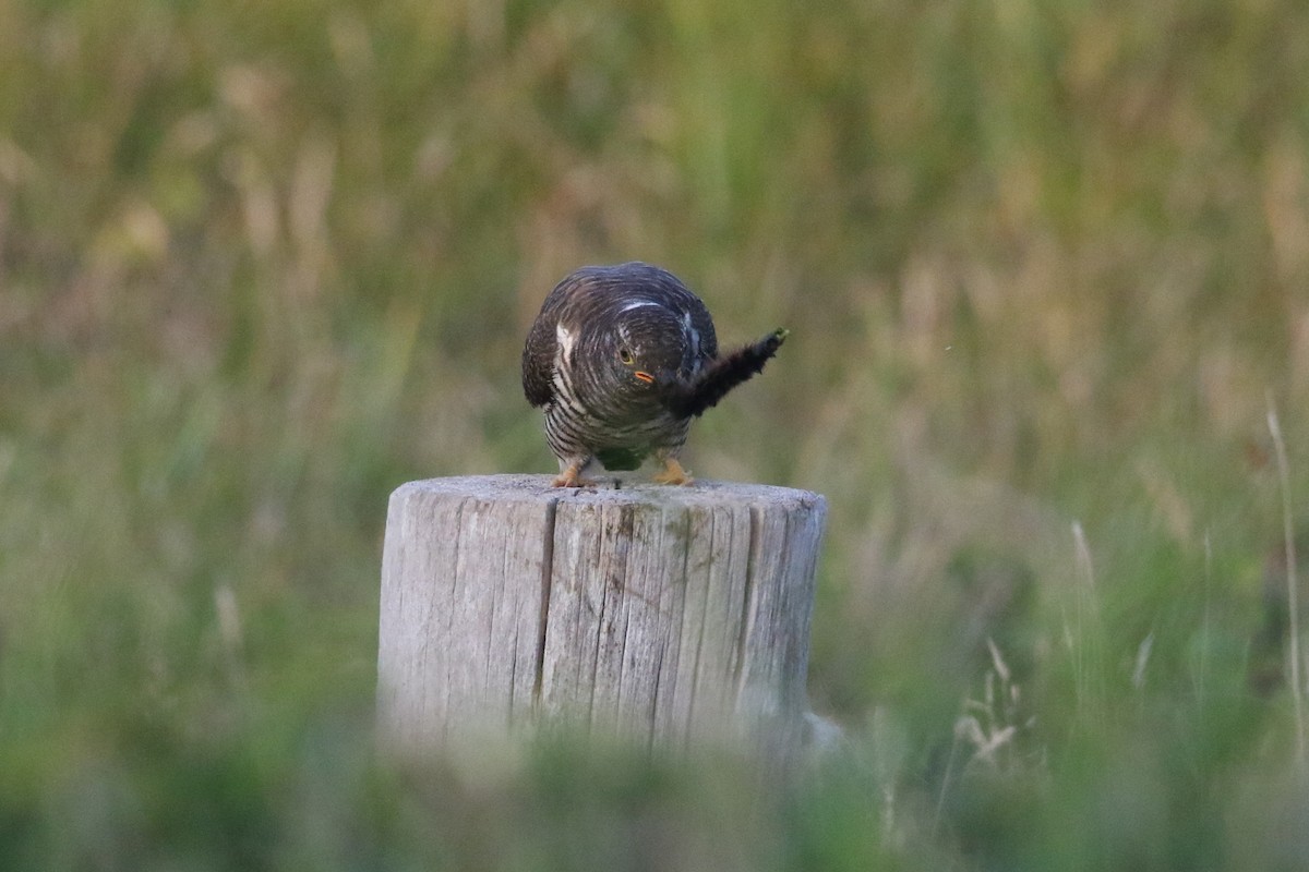 Common Cuckoo - ML609252224