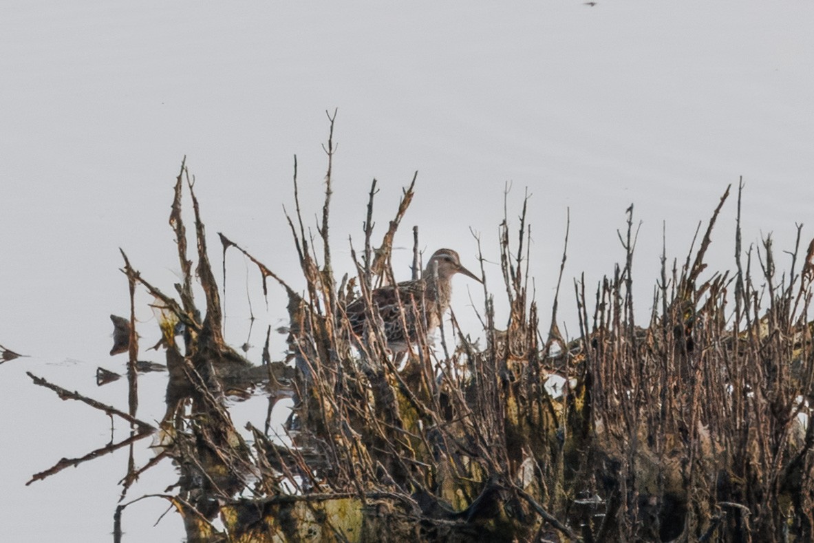 Pectoral Sandpiper - ML609252264