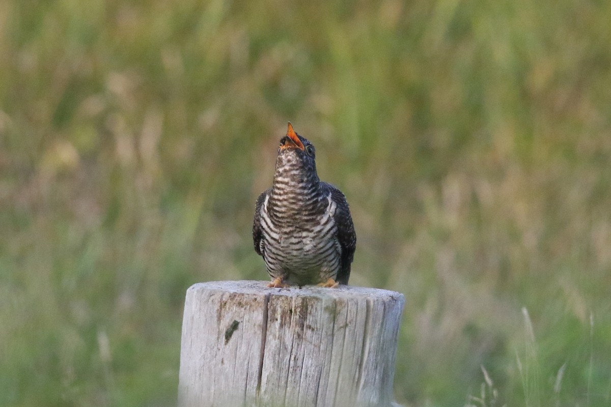 Common Cuckoo - Ingo Rösler