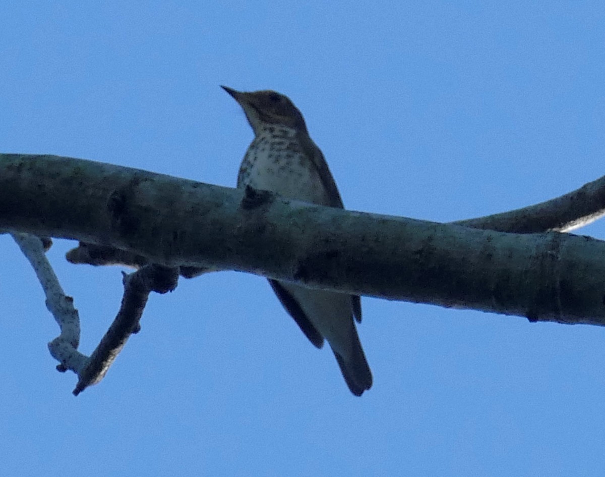 Swainson's Thrush - ML609252522