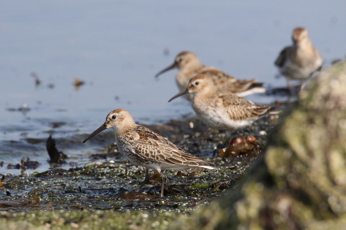 Dunlin - ML609252537