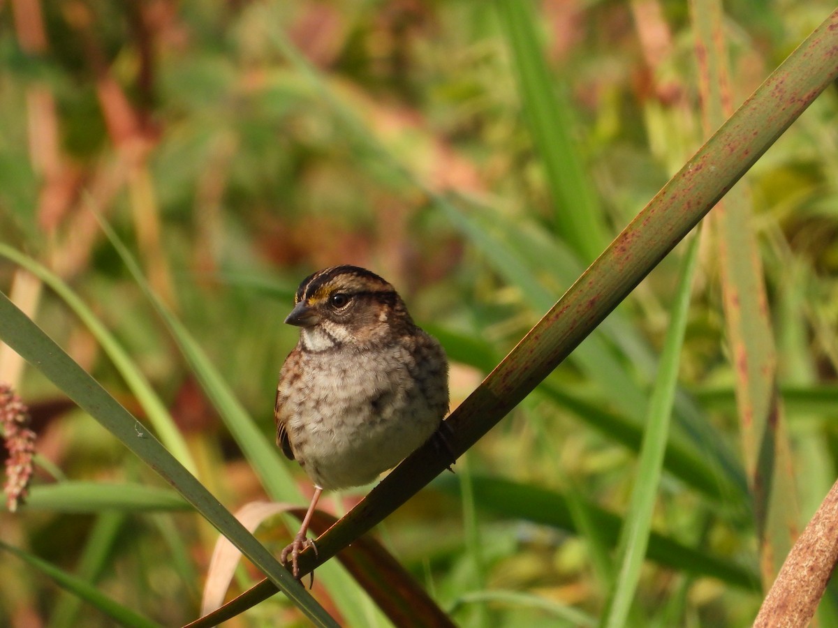 White-throated Sparrow - ML609252565