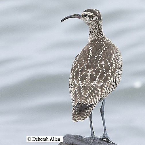 Whimbrel - ML609252571