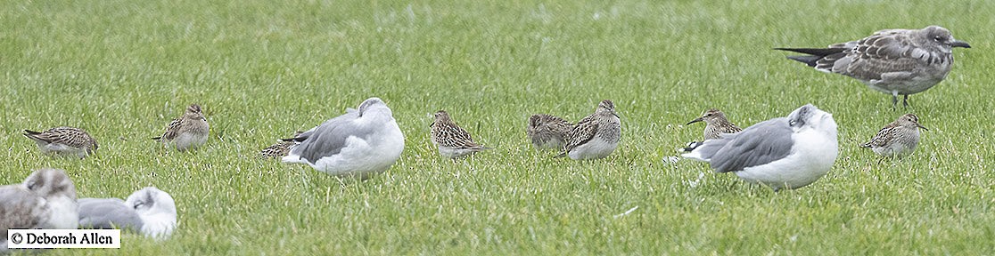 Pectoral Sandpiper - ML609252581