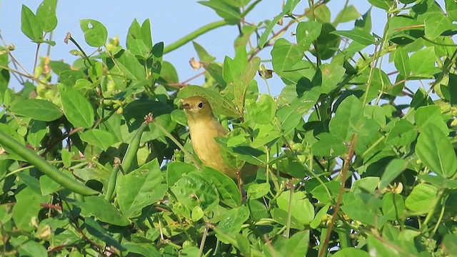 Yellow Warbler - ML609252653