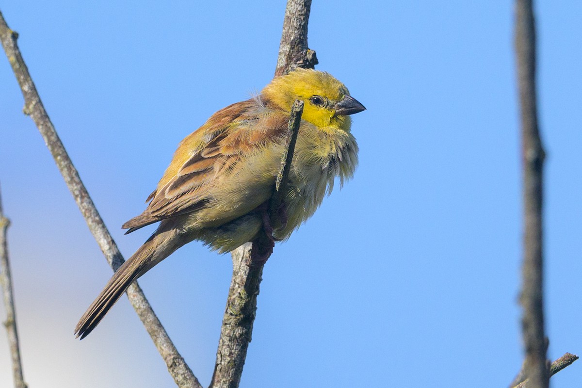 Sudan Golden Sparrow - ML609252662