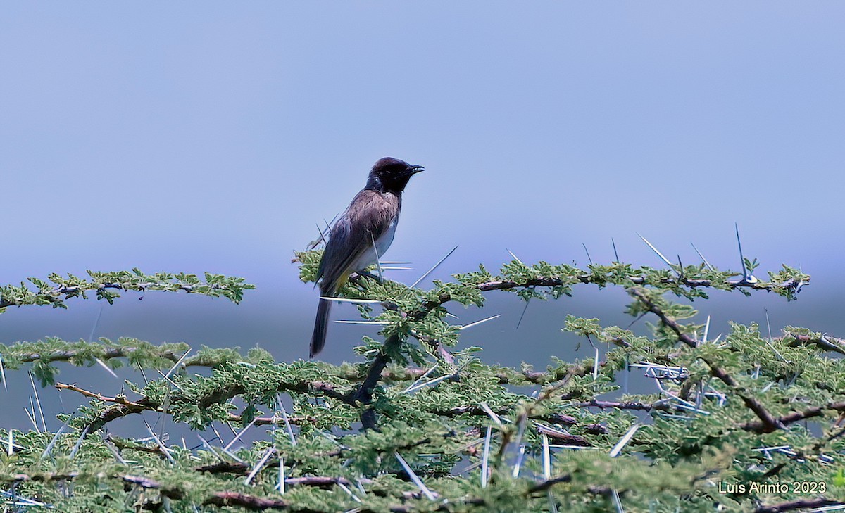 Common Bulbul (Dodson's) - Luis Arinto