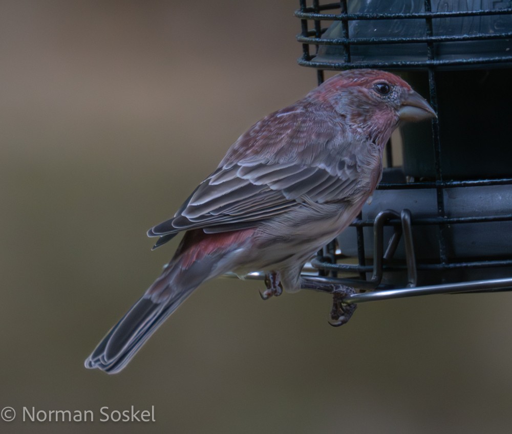 House Finch - Norman Soskel
