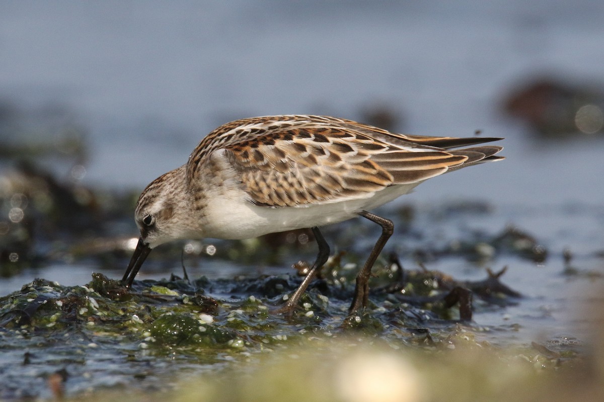 Little Stint - Ingo Rösler