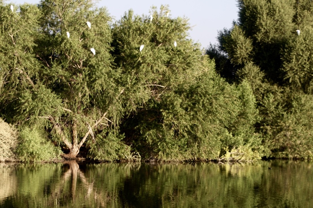 Great Egret - ML609252897