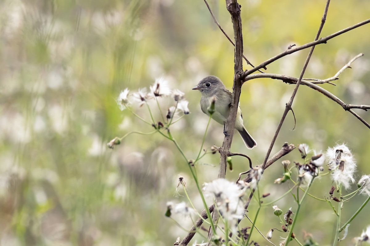 Least Flycatcher - ML609252931