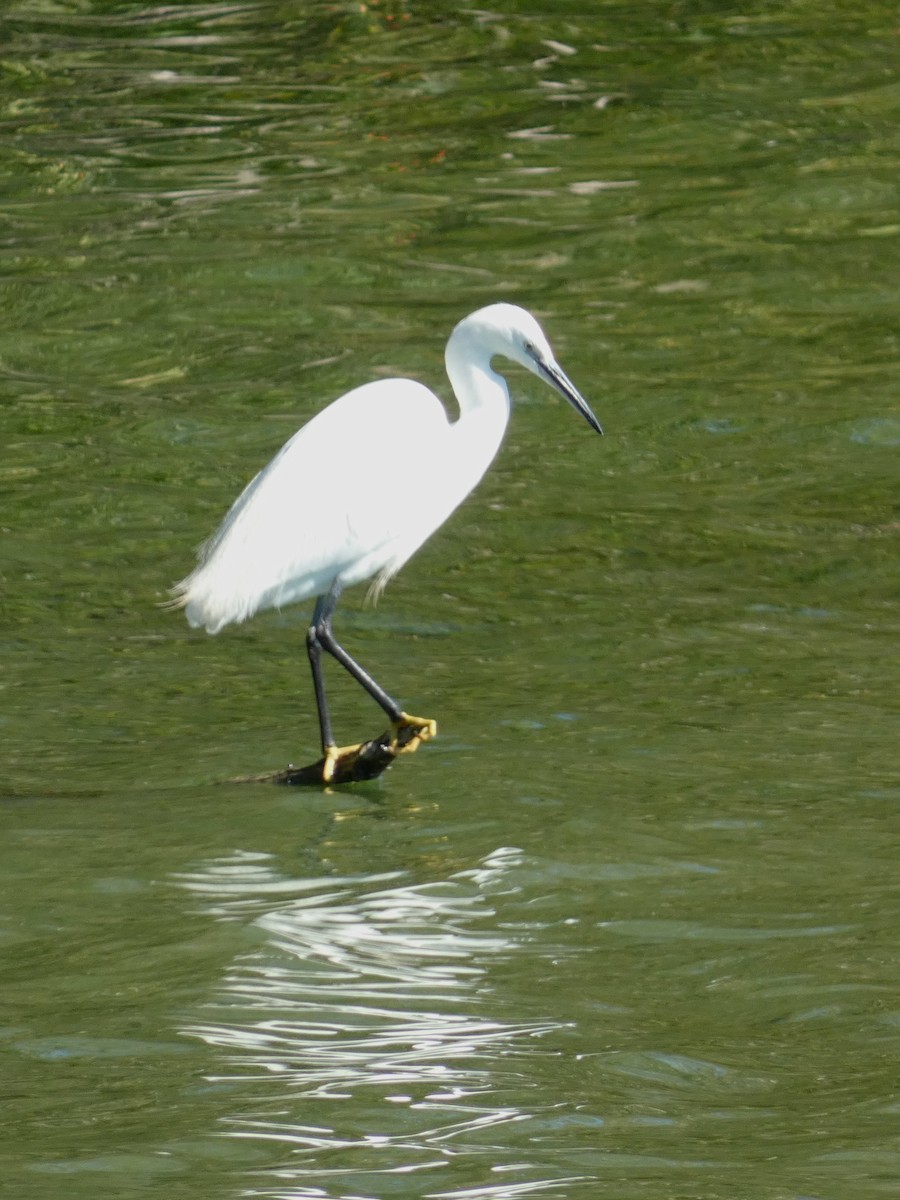 Little Egret - ML609253039