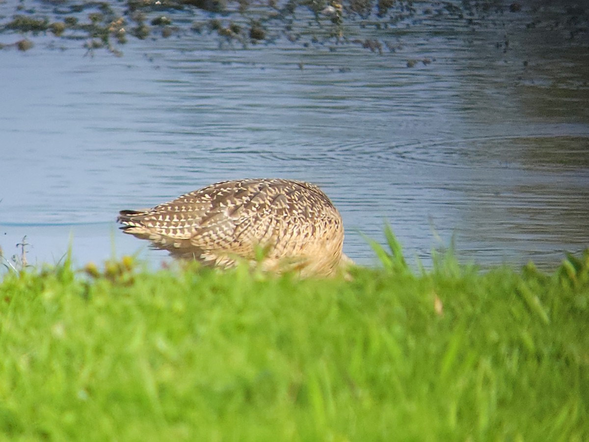 Marbled Godwit - ML609253154