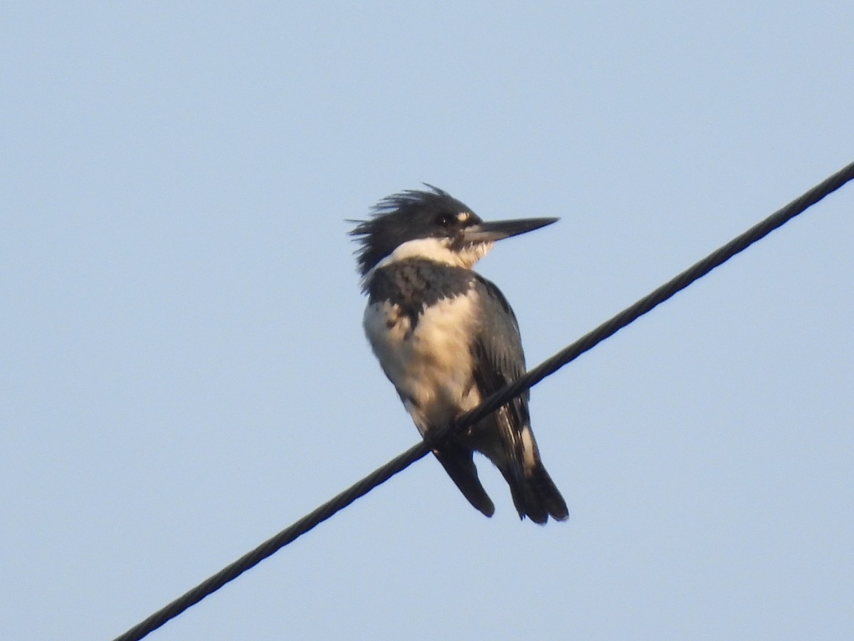 Belted Kingfisher - ML609253158