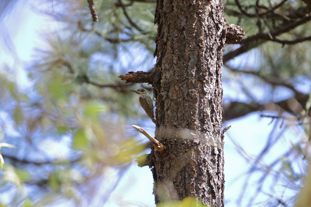 Arizona Woodpecker - Daniel  Bellich