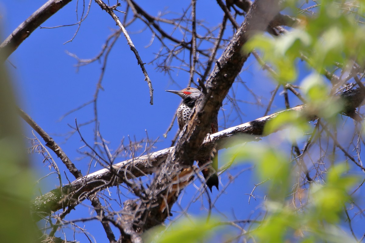 Northern Flicker (Red-shafted) - ML609253232