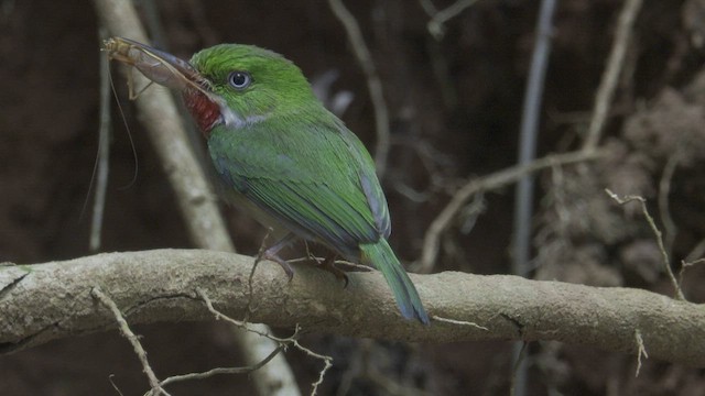 todi portorický - ML609253241