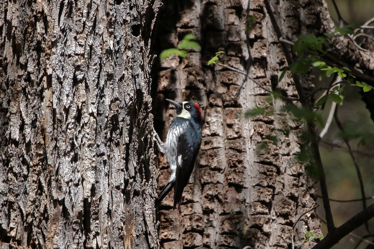 Acorn Woodpecker (Acorn) - Daniel  Bellich