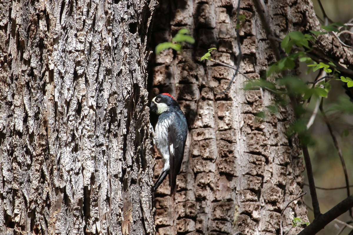 Acorn Woodpecker (Acorn) - Daniel  Bellich