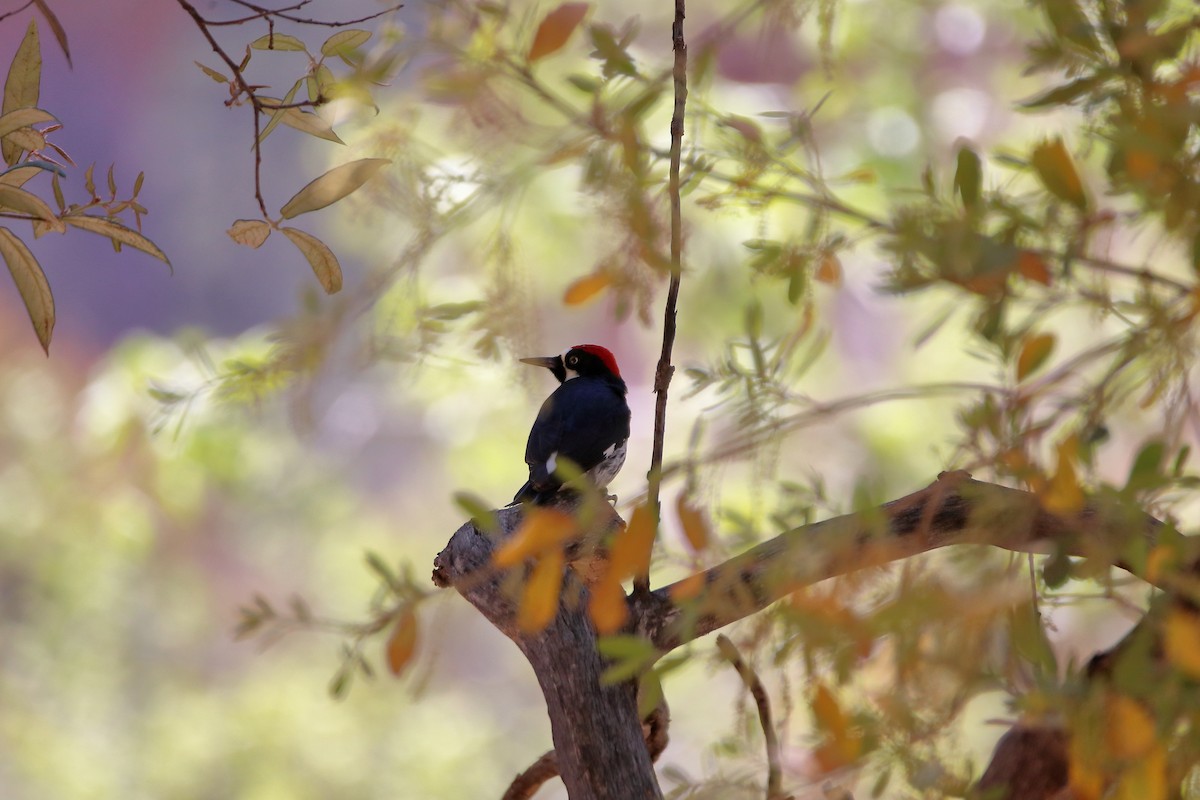 Acorn Woodpecker (Acorn) - Daniel  Bellich