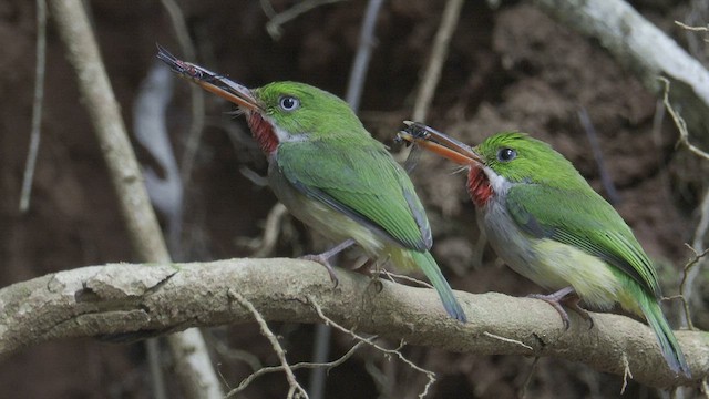 Puerto Rican Tody - ML609253342