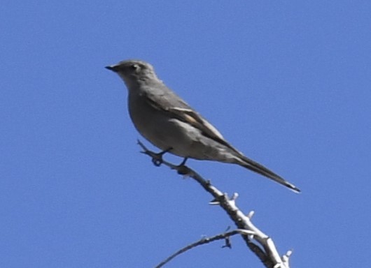 Townsend's Solitaire - ML609253381