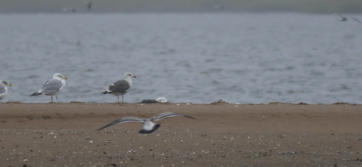 Lesser Black-backed Gull - ML609253400
