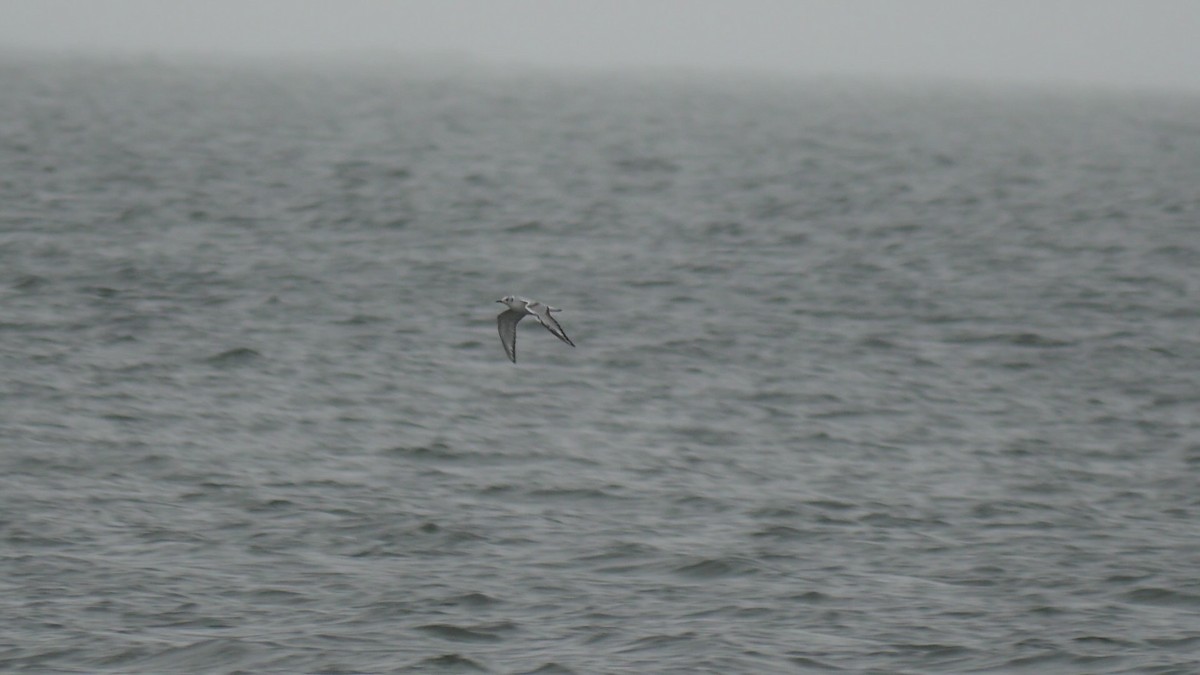 Bonaparte's Gull - ML609253411