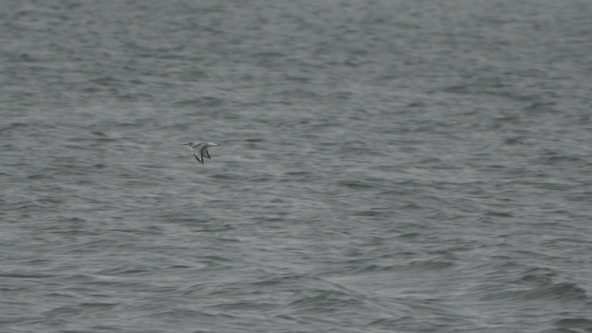 Bonaparte's Gull - ML609253412