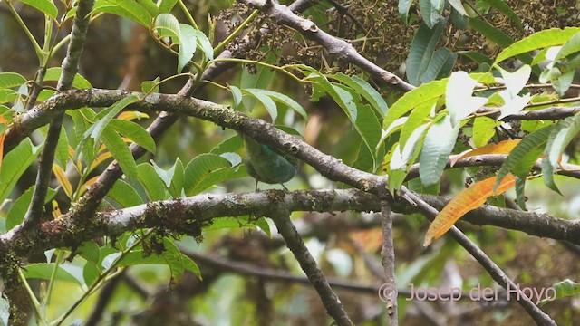 Bay-headed Tanager (Bay-and-blue) - ML609253453
