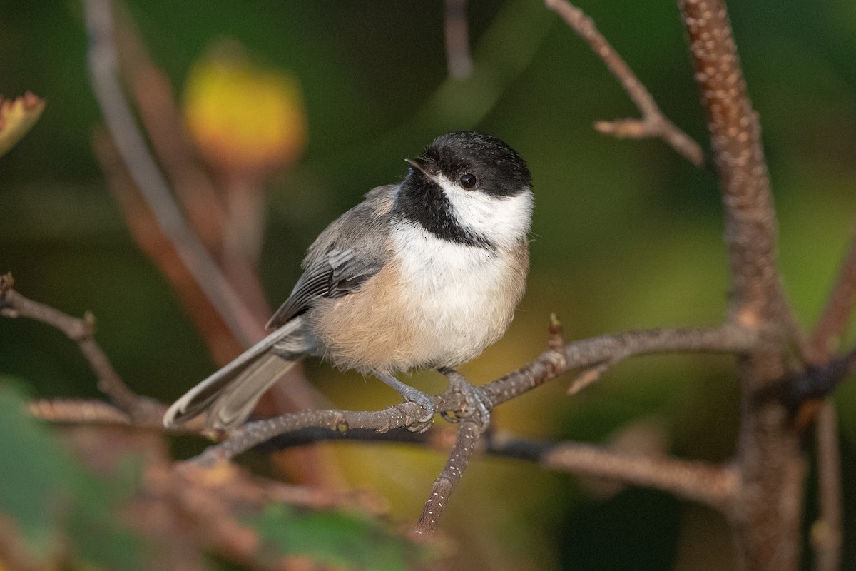 Black-capped Chickadee - ML609253469