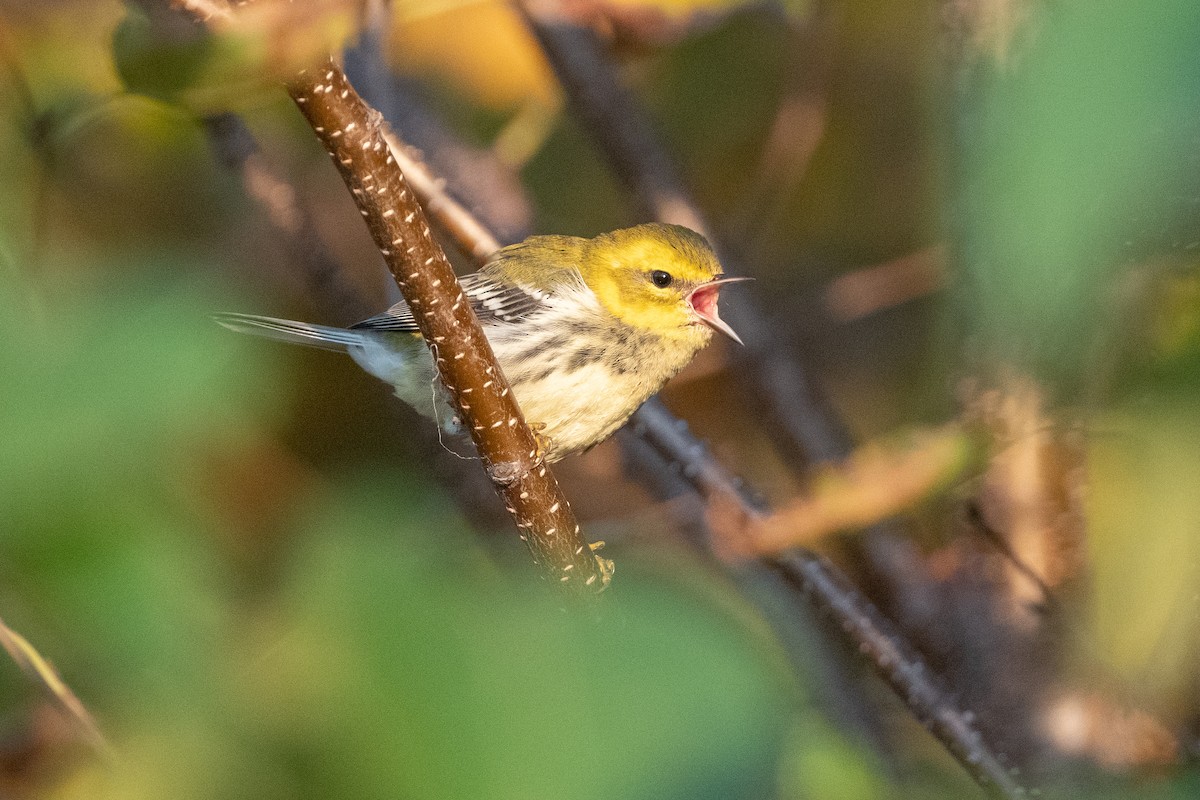 Black-throated Green Warbler - David Turgeon