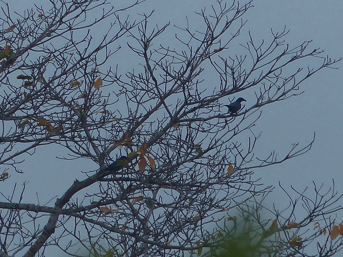 Wallacean Cuckooshrike - ML609253503