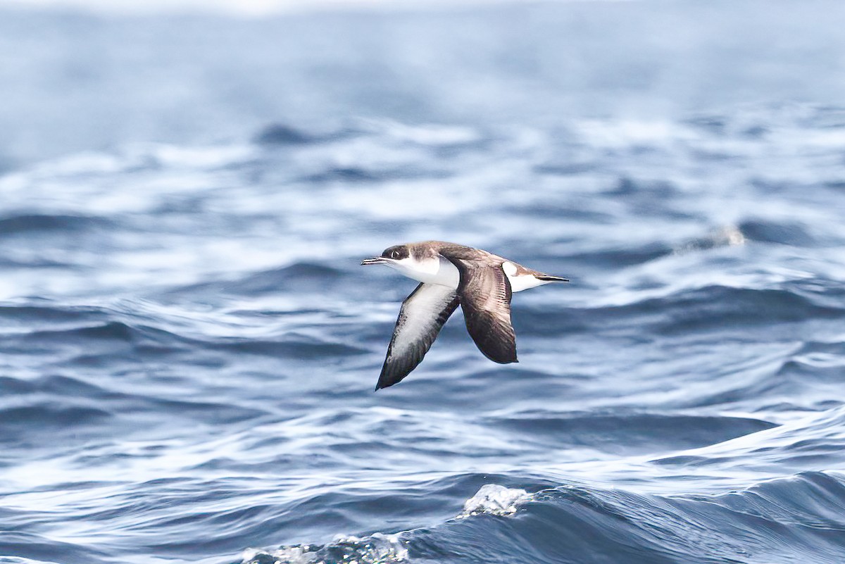 Manx Shearwater - ML609253508