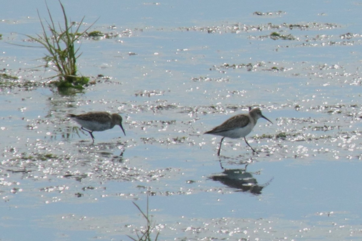 Curlew Sandpiper - ML609253517