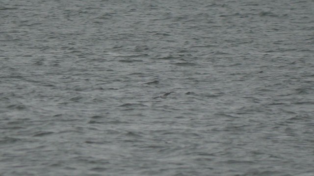 Bonaparte's Gull - ML609253518