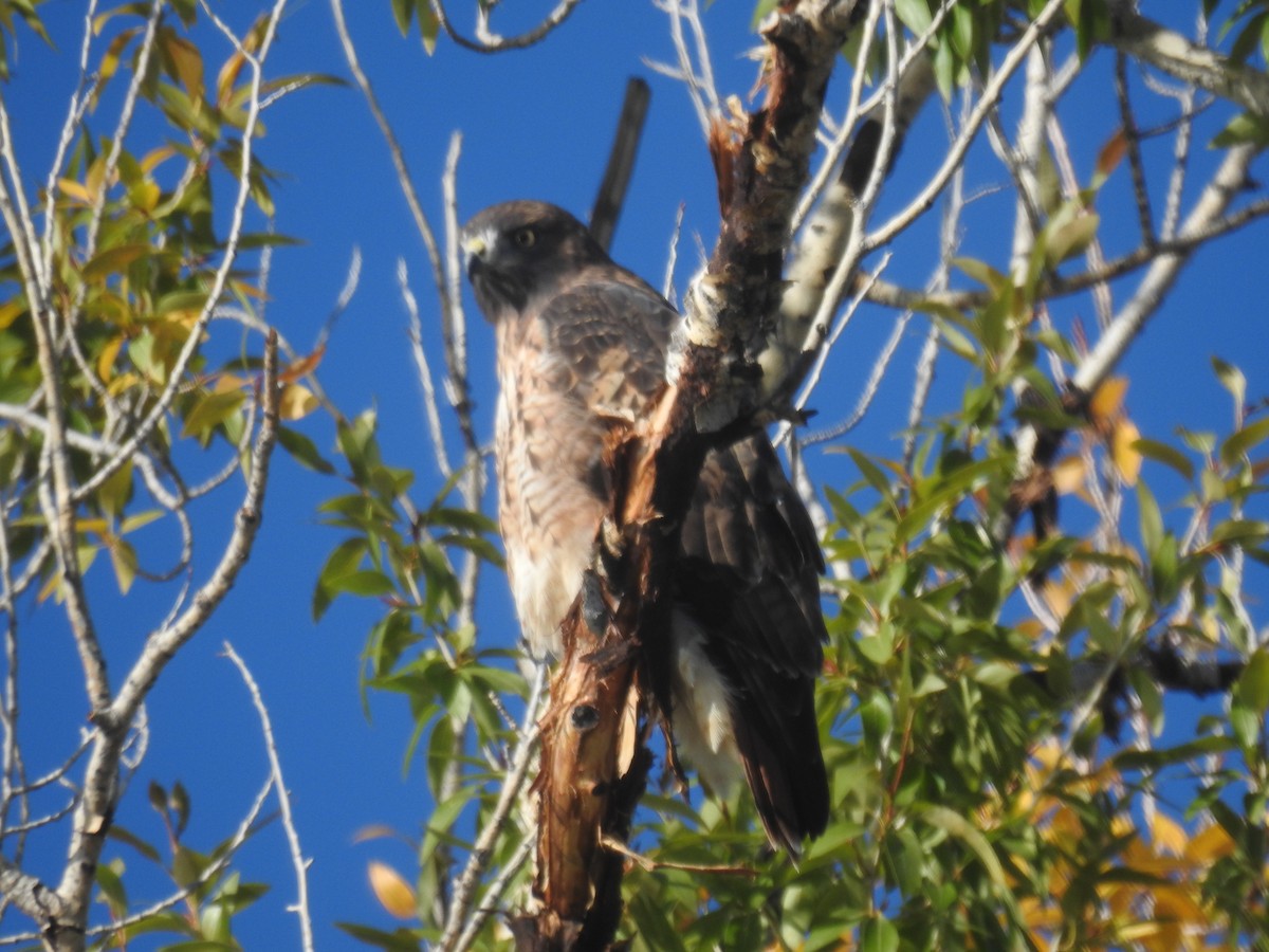 Red-tailed Hawk - ML609253522