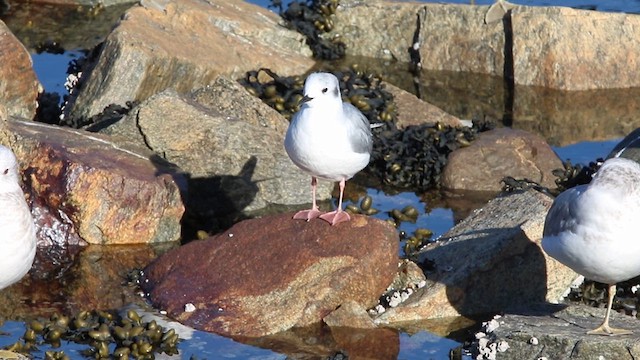 Mouette de Bonaparte - ML609253632