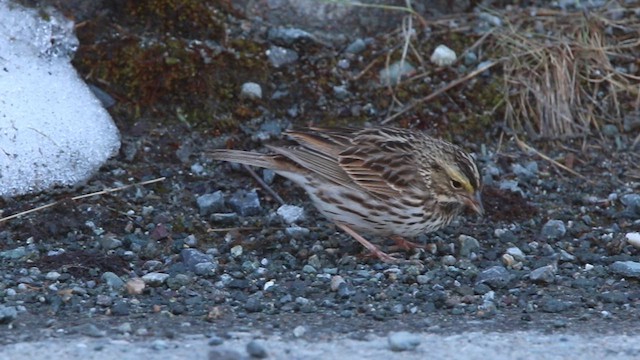 Savannah Sparrow - ML609253640