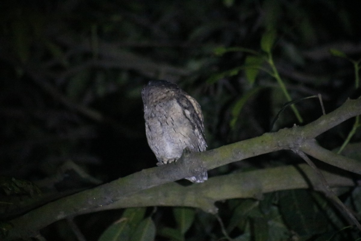 Indian Scops-Owl - Sabarni Sarker