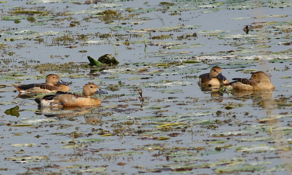 Lesser Whistling-Duck - ML609253676